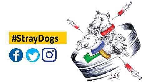 34Stray_Dogs_0 (1).jpg