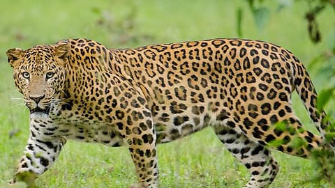 4Leopard_1