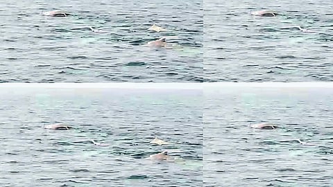 Dolphins near Jaigad coast