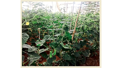 पॉलिहाउसमध्ये काकडीचे पीक दुप्पट