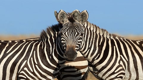 Can You Tell Which Zebra Is In Left Or Right