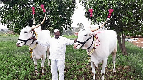तुकोबांच्या रथाला "सर्जा-राजा' अन् "माणिक-राजा'