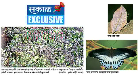 समृद्ध जैवविविधतेत फुलपाखरांचीही संपन्नता...