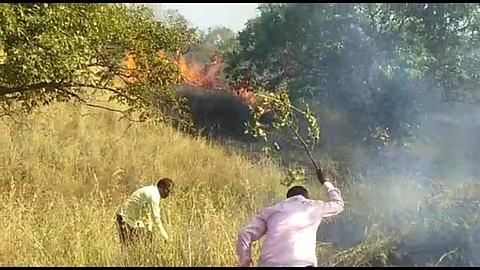 fire at Dnyanganga wildlife sanctuary in Buldhana