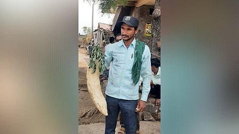 9 kg radish has been grown in the field of farmer Bhagwan Mundhe at Gotra in Lonar taluka.jpg