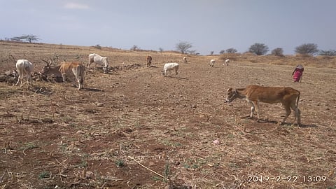 जनावरांना खाण्यासाठी शेतशिवरात कुठेच चारा नाही.