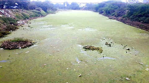 भोकरदन : केळणा नदीपात्रातील पाण्यावर शेवाळ.
