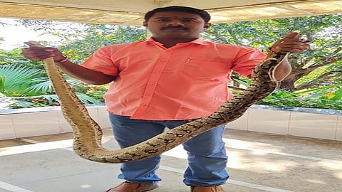 पाली : सर्पमित्र संदीप जाधव यांनी पकडलेला सहा फुटी अजगर.