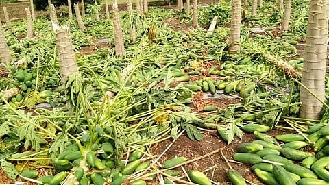 A papaya orchard has been destroyed in a storm in Alegaon.jpg