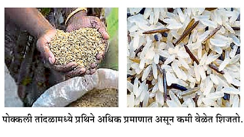 औषधी गुणधर्माचा सुगंधी, चवदार पोक्कली तांदूळ