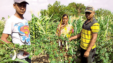 निकम यांना पत्नी मिराबाई, तसेच दोन्ही मुले यांची शेतीत मोठी साथ आहे.