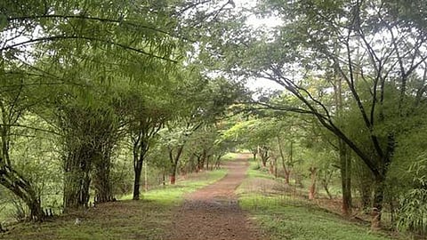 आरेतील वृक्षतोडविरोधात उच्च न्यायालयात याचिका