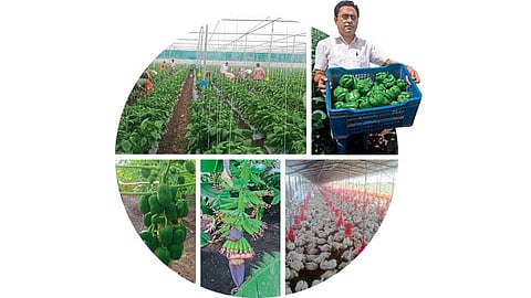 शेडनेटमध्ये आधुनिक तंत्राने पिकवलेली ढोबळी मिरची दाखविताना अंकुश पाटील.