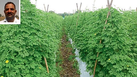 रोहणा (जि. वर्धा) येथे अविनाश कहाते यांनी सुधारित पद्धतीने केलेली कारली लागवड.