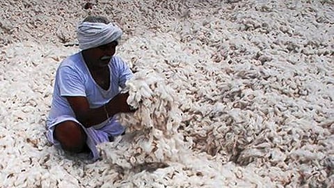 farmers got less money over cotton seeking FIR against businessmen