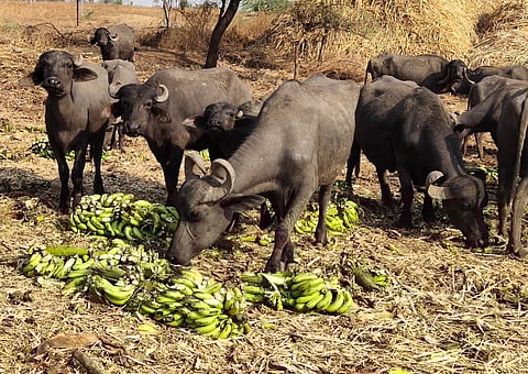 लॉकडाउनचा परिणाम : केळी टाकली जात आहे जनावरांना