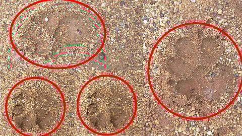 चंद्रपूर जिल्ह्यात बिबट्याची दहशत; बंदोबस्ताची मागणी