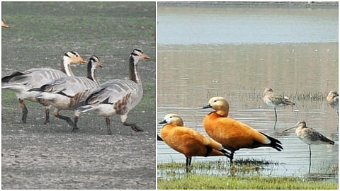 Birds