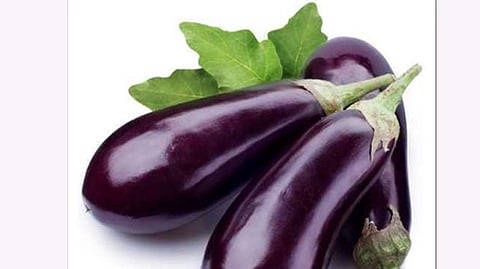 वांग्याचे भाव पोहोचले १०० रुपयांवर