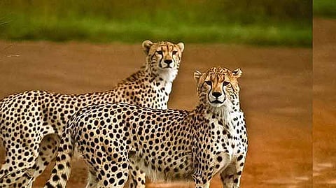 cheetah habitat is unfenced Explanation of Head of High Level Committee of Central govt