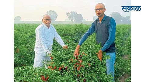 मिरचीच्या शेतात अशोक व प्रवीण हे पाटील पितापुत्र.
