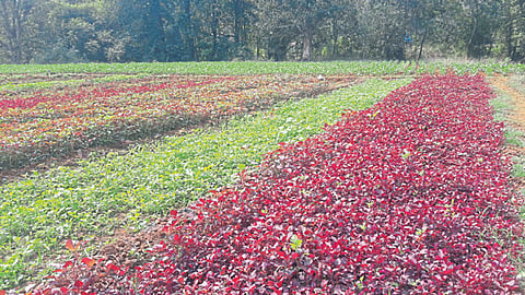 चिंचवली गावात हिरव्या, लाल रंगाच्या पालेभाज्यांचे फुललेले शिवार.