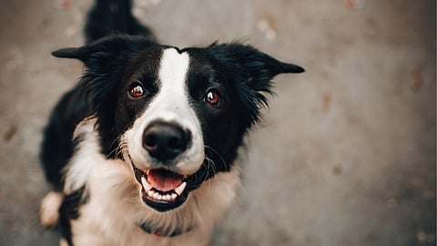 80 Lakh Wasted By Ichalkaranji Municipality Kolhapur Marathi News