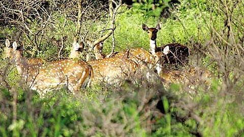 सांगली जिल्ह्यात पर्यटकांना खुणावताहेत निसर्गरम्य स्थळे