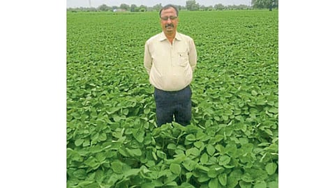 डॉ. अनिल बुलबुले यांच्या शेतातील सोयाबीनचे पीक
