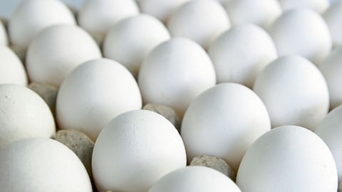 Egg