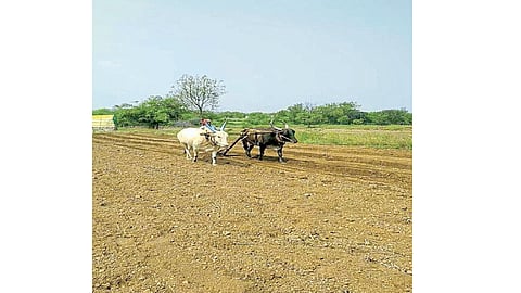 चांगला पाऊस, पोषक वातावरणाचा 'माण'च्या शेतकऱ्यांनी फायदा घ्यावा; कृषी विभागाचे आवाहन