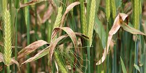 Farmers are in trouble due to crop diseases in Ahmednagar