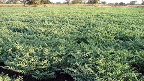 Farmers are worried about the possibility of disease on crops due to cloudy weather nashik marathi news