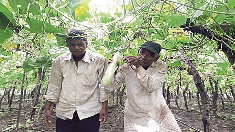 Farmers in Bharnewadi produce milk gourd in grapes