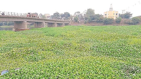 Fish are suffering due to contaminated water in Godavari nashik marathi news
