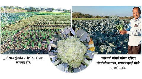 Foreign-Vegetable Plantation