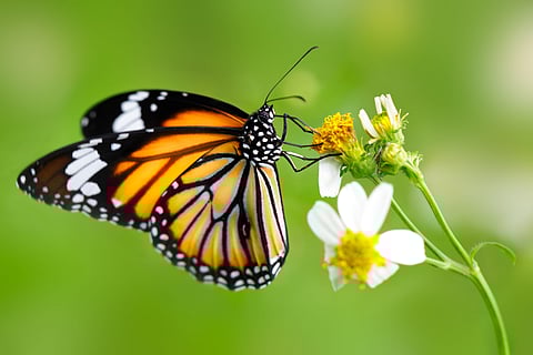 How did the first butterfly village in Maharashtra come to be