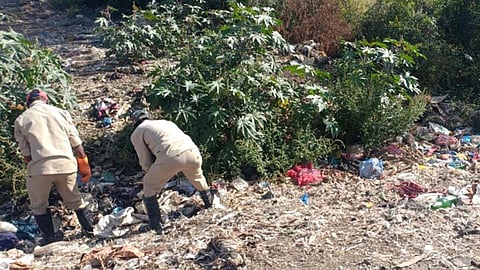 उघड्यावर केरकचरा टाकल्यास कायदेशीर कारवाई