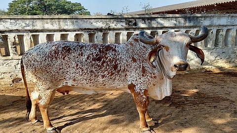 Gir cows and Sanen goats will be distributed to the farmers in Village
