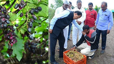 Grape-Farmers