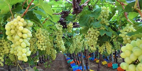 hydrogen cyanamide used in grapes farm selling at high rates in Sangali