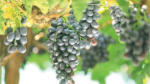 Grapes