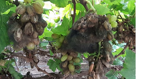 Unseasonal rain in nashik district harm to agriculture crops