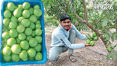 दादासाहेब कोळपे यांनी ३० गुंठ्यांत फुलवलेली पेरूची बाग.
