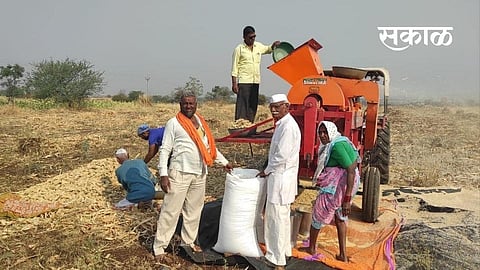 Harvesting of sorghum and gram in rabi season has started in Ahmednagar district.jpg