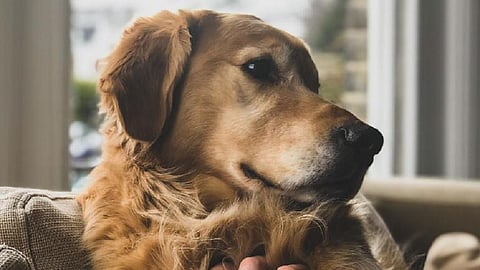 How to take care of your pet during lockdown.jpg