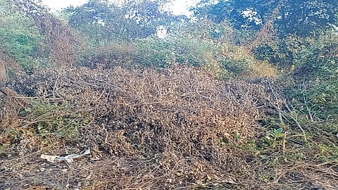 भाईंदर ः खाडी किनाऱ्यावरील कांदळवनाची मोठ्या प्रमाणावर झालेली तोड.