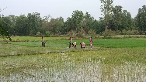 विक्रमगड ः सजन, झडपोली गावात उन्हाळी भातशेतीची रोवणी पूर्ण झाली आहे.