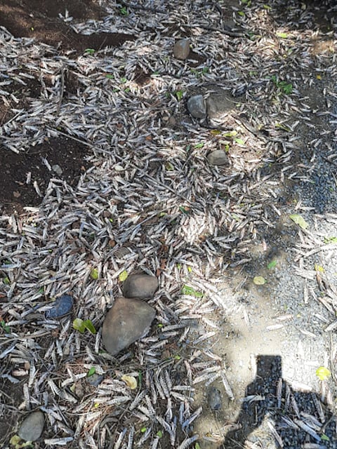 The origin of the "No Man's Land" locusts in India-Pakistan