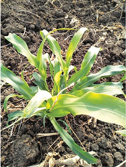 ज्वारीच्या पिकावर ‘पोंगेमर’